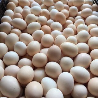 Cung Cấp trứng gà ác lộn số lượng lớn - KhaThy Tiền Giang giá sỉ