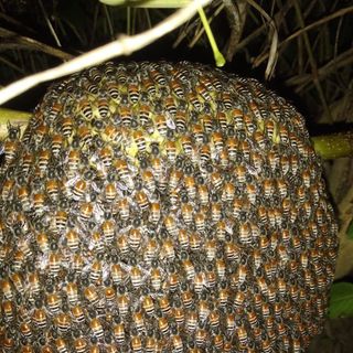 Tổ mật ong ruồi rừng DAKLAK giá sỉ