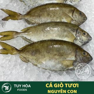Cá Giò Tươi Giá Sỉ (Cá Dò) Nguyên Con Khay 500g - Cá Biển Tươi Phú Yên  Chưa Qua Chế Biến giá sỉ