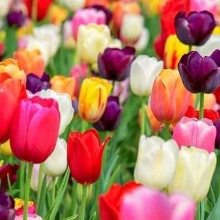 Củ hoa tulip giá sỉ