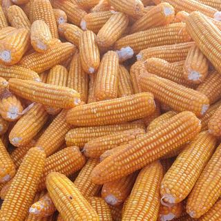 Bắp hạt khô (Làm thức ăn chăn nuôi) giá sỉ