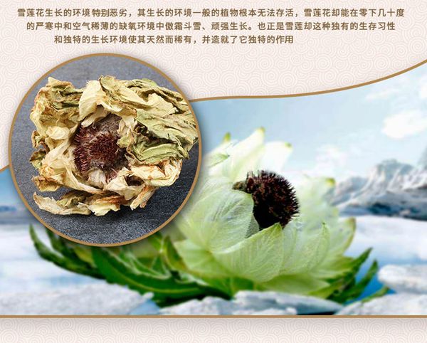 Thien SÆ¡n Tuyáº¿t Lien Thien SÆ¡n Tuyáº¿t Lien Hoa Gia Sá»‰ Gia Ban Buon Thá»‹ TrÆ°á»ng Sá»‰