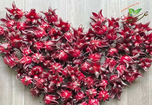 Hoa atiso đỏ khô bụp giấm hisbicus