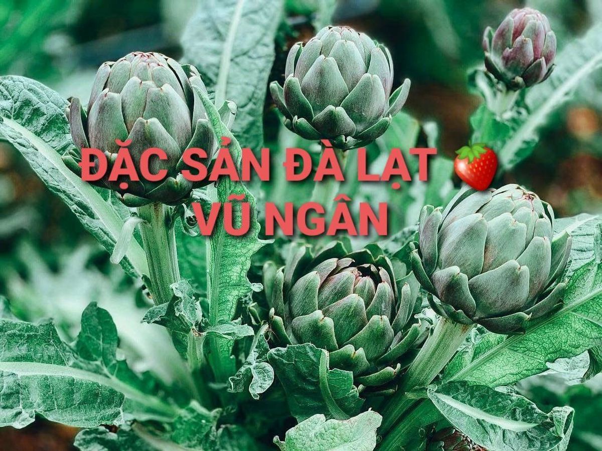 Trà Atiso túi lọc Vũ Ngân 🥰 NHẬP SỈ NGAY - LỜI TỪ 100K/KG NÀY! Đặc Sản Đà Lạt - Atiso nguyên chất, tốt cho sức khỏe: ngủ ngon, mát gan, đẹp da,...gói 200g/100 túi lọc Trà Atiso túi lọc Vũ Ngân 🥰 NHẬP SỈ NGAY - LỜI TỪ 100K/KG NÀY! Đặc Sản Đà Lạt - Atiso nguyên chất, tốt cho sức khỏe: ngủ ngon, mát gan, đẹp da,...gói 200g/100 túi lọc