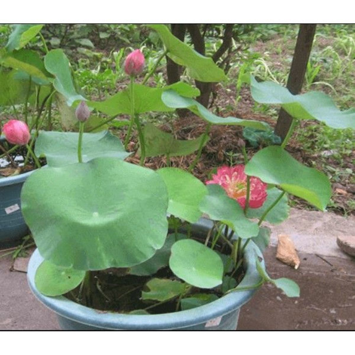 Gói 5 hạt giống sen mini Nhật trồng chậu nhiều màu cánh kép Gói 5 hạt giống sen mini Nhật trồng chậu nhiều màu cánh kép