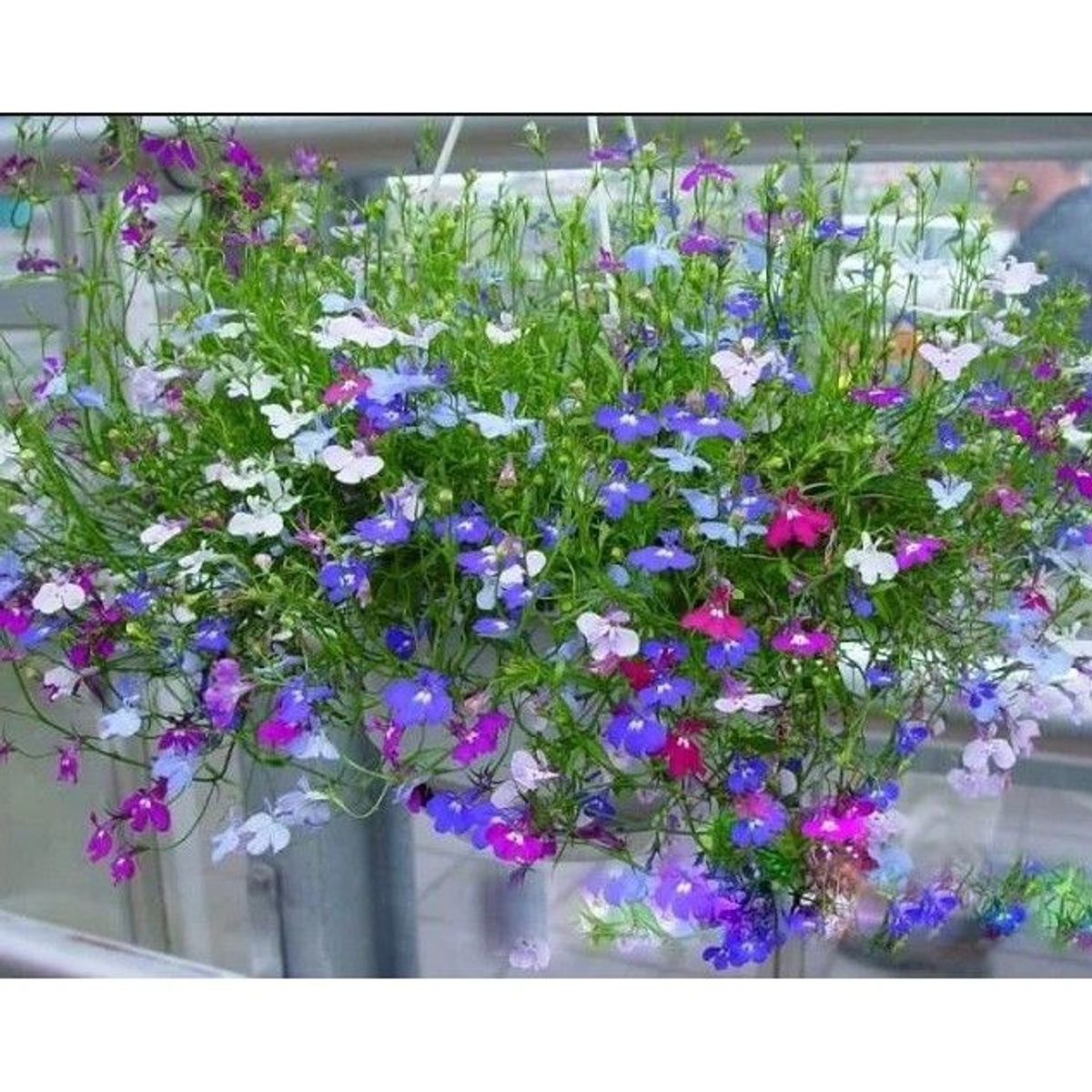 50hạt hoa Cuc Lobelia Mix - Hoa Thúy điệp nhiều màu 50hạt hoa Cuc Lobelia Mix - Hoa Thúy điệp nhiều màu