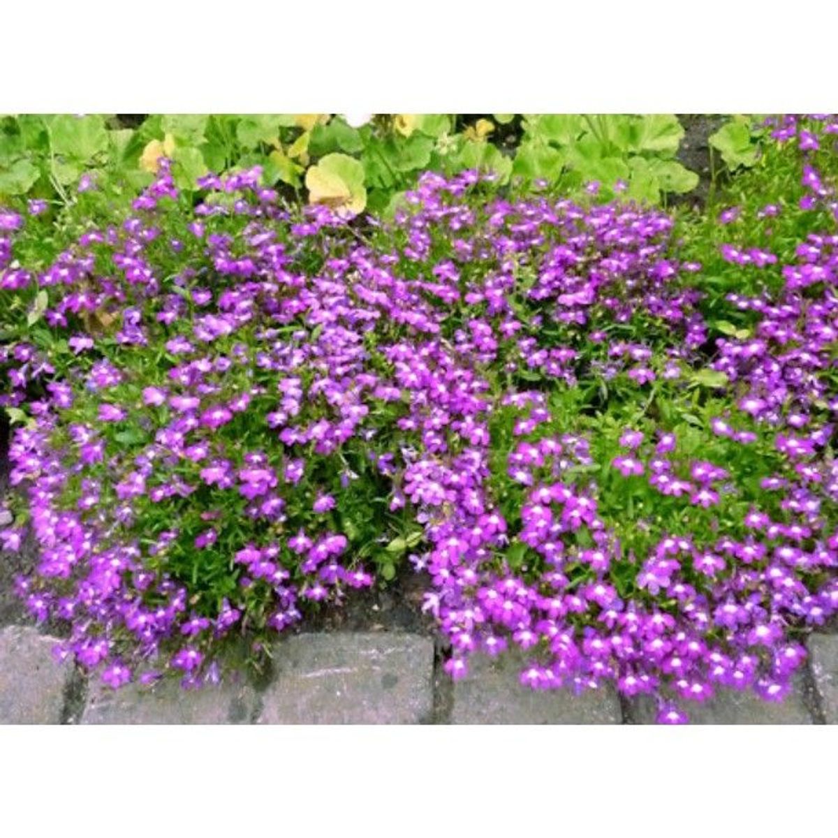 50hạt hoa Cuc Lobelia Mix - Hoa Thúy điệp nhiều màu 50hạt hoa Cuc Lobelia Mix - Hoa Thúy điệp nhiều màu