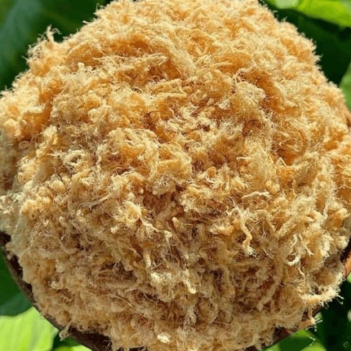 CHÀ BÔNG HEO NHÀ LÀM, RUỐC HEO 250G CTB586 - BECHIP CHÀ BÔNG HEO NHÀ LÀM, RUỐC HEO 250G CTB586 - BECHIP