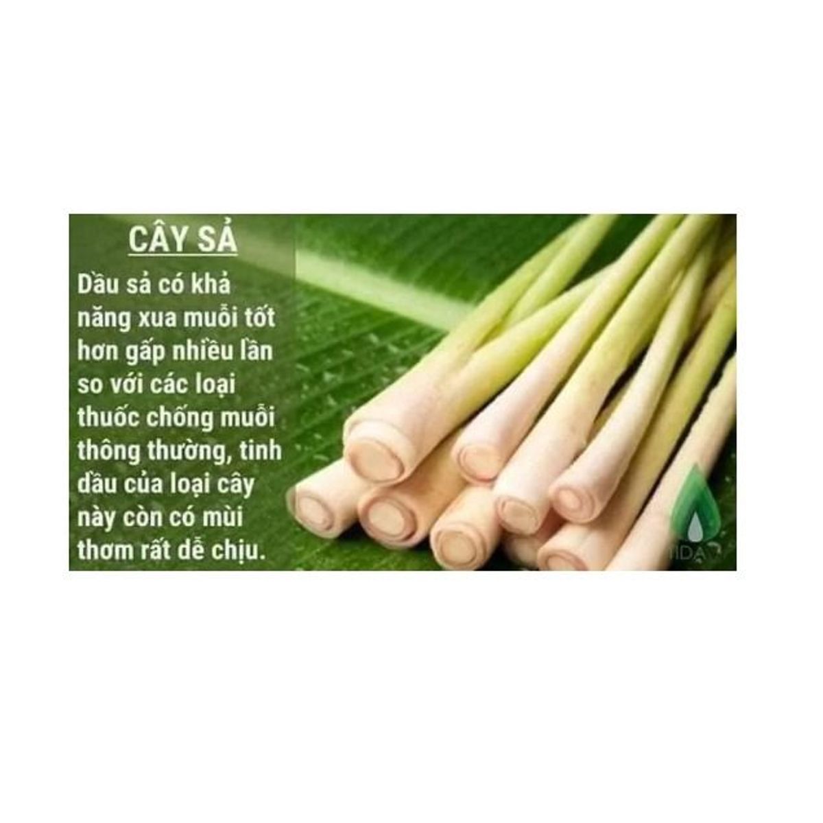 NƯỚC LAU SÀN TINH DẦU SẢ, NƯỚC CẤT TINH DẦU XẢ LAU SÀN, TINH DẦU SẢ NGUYÊN CHẤT 1 LÍT CTB333 - BECHIP NƯỚC LAU SÀN TINH DẦU SẢ, NƯỚC CẤT TINH DẦU XẢ LAU SÀN, TINH DẦU SẢ NGUYÊN CHẤT 1 LÍT CTB333 - BECHIP
