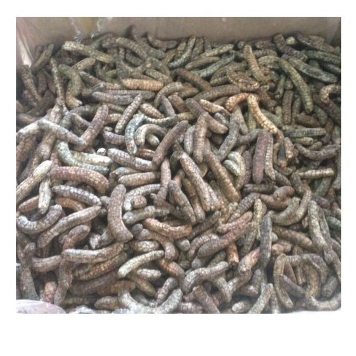 CHUỐI HỘT RỪNG TÂY NGUYÊN GOI 1KG CTB38 - BECHIP CHUỐI HỘT RỪNG TÂY NGUYÊN GOI 1KG CTB38 - BECHIP