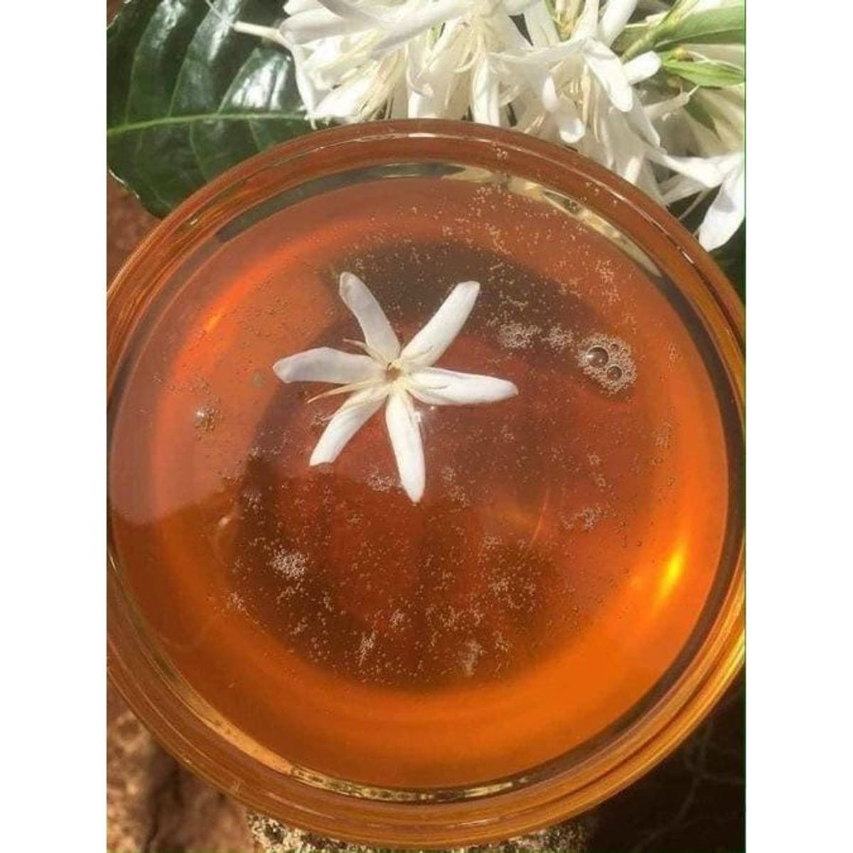Mật Ong hoa cafe chai 1Lit Mật Ong hoa cafe chai 1Lit