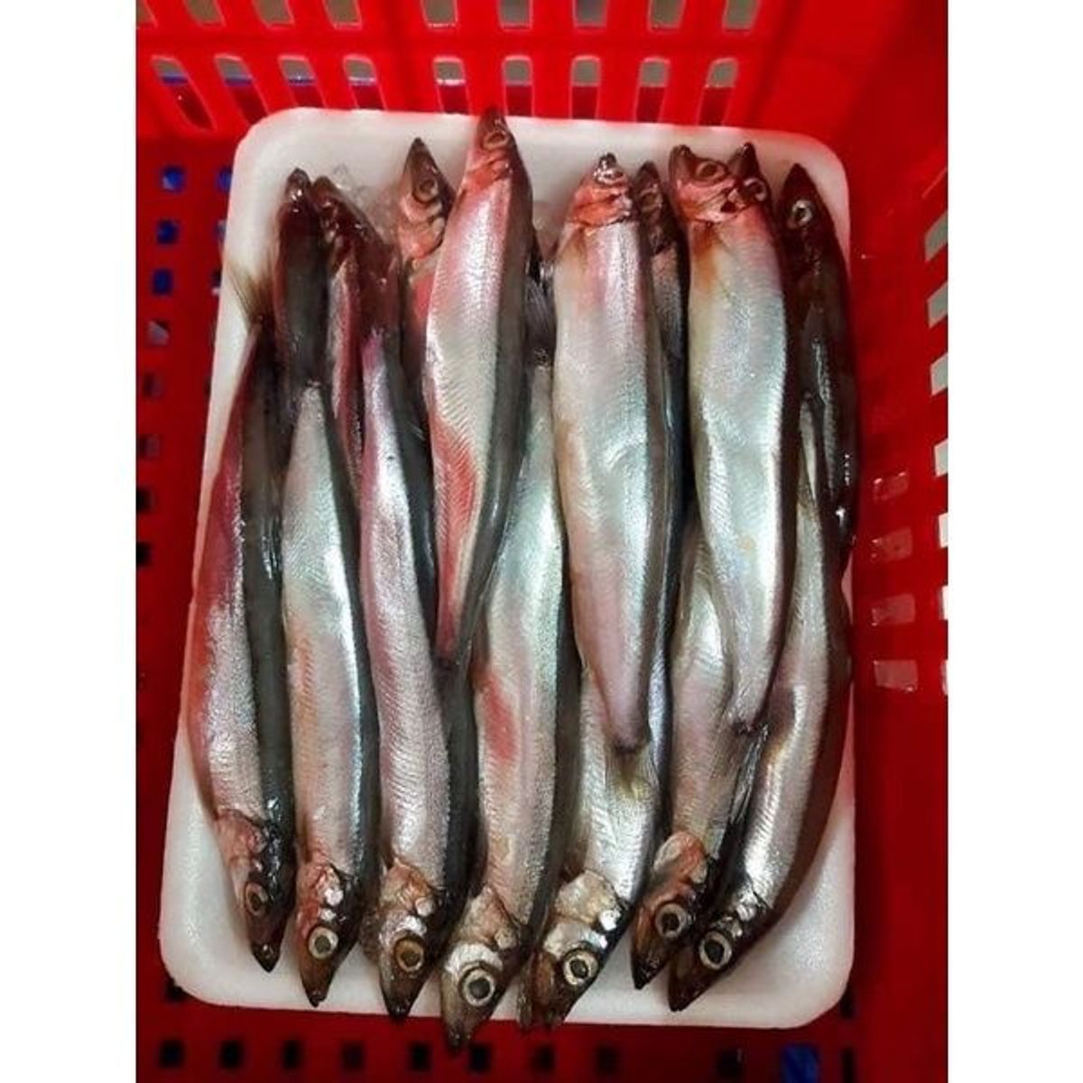 Cá trứng Nauy tươi ngon dinh dưỡng vỉ 500gr (giao hỏa tốc TPHCM) Cá trứng Nauy tươi ngon dinh dưỡng vỉ 500gr (giao hỏa tốc TPHCM)