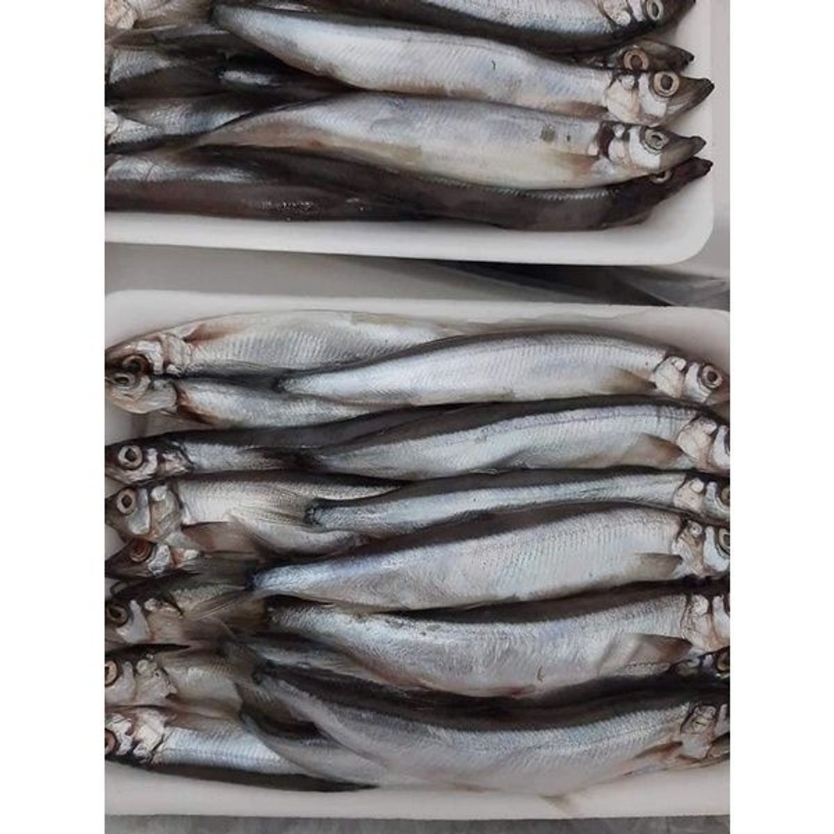 Cá trứng Nauy tươi ngon dinh dưỡng vỉ 500gr (giao hỏa tốc TPHCM) Cá trứng Nauy tươi ngon dinh dưỡng vỉ 500gr (giao hỏa tốc TPHCM)
