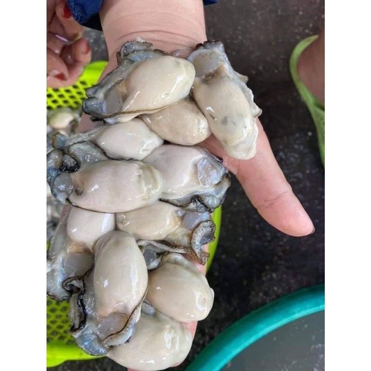Hàu sữa tách vỏ tươi ngon bịch 500g (giao hỏa tốc TPHCM) Hàu sữa tách vỏ tươi ngon bịch 500g (giao hỏa tốc TPHCM)