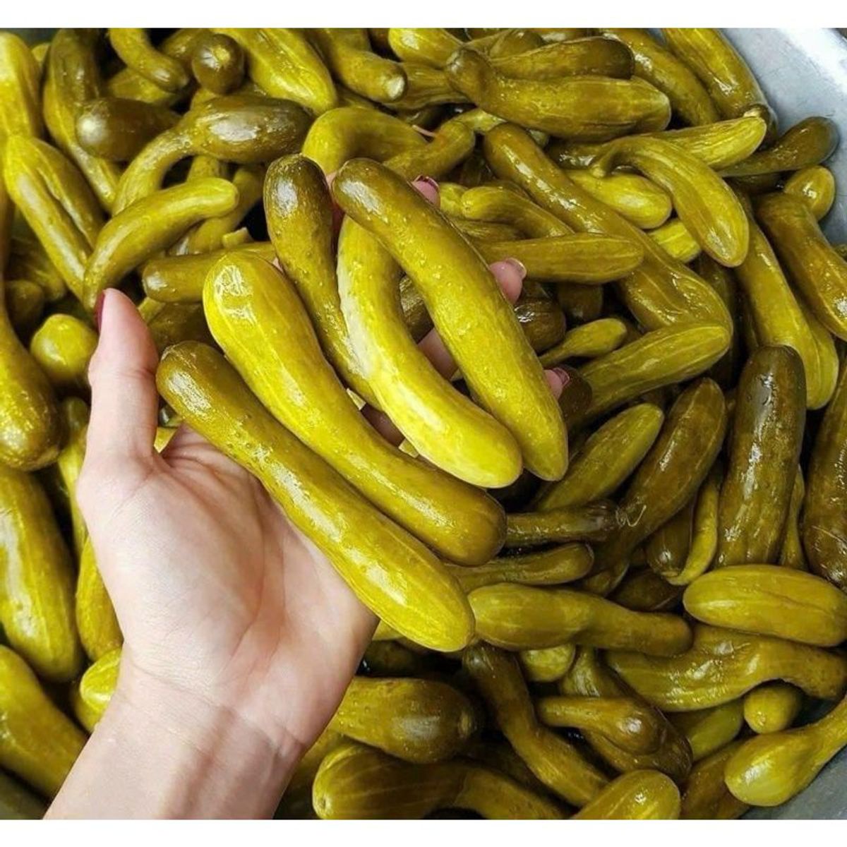 1kg Mắm Dưa Leo Nụ nguyên trái nhà làm chưa trộn 1kg 1kg Mắm Dưa Leo Nụ nguyên trái nhà làm chưa trộn 1kg