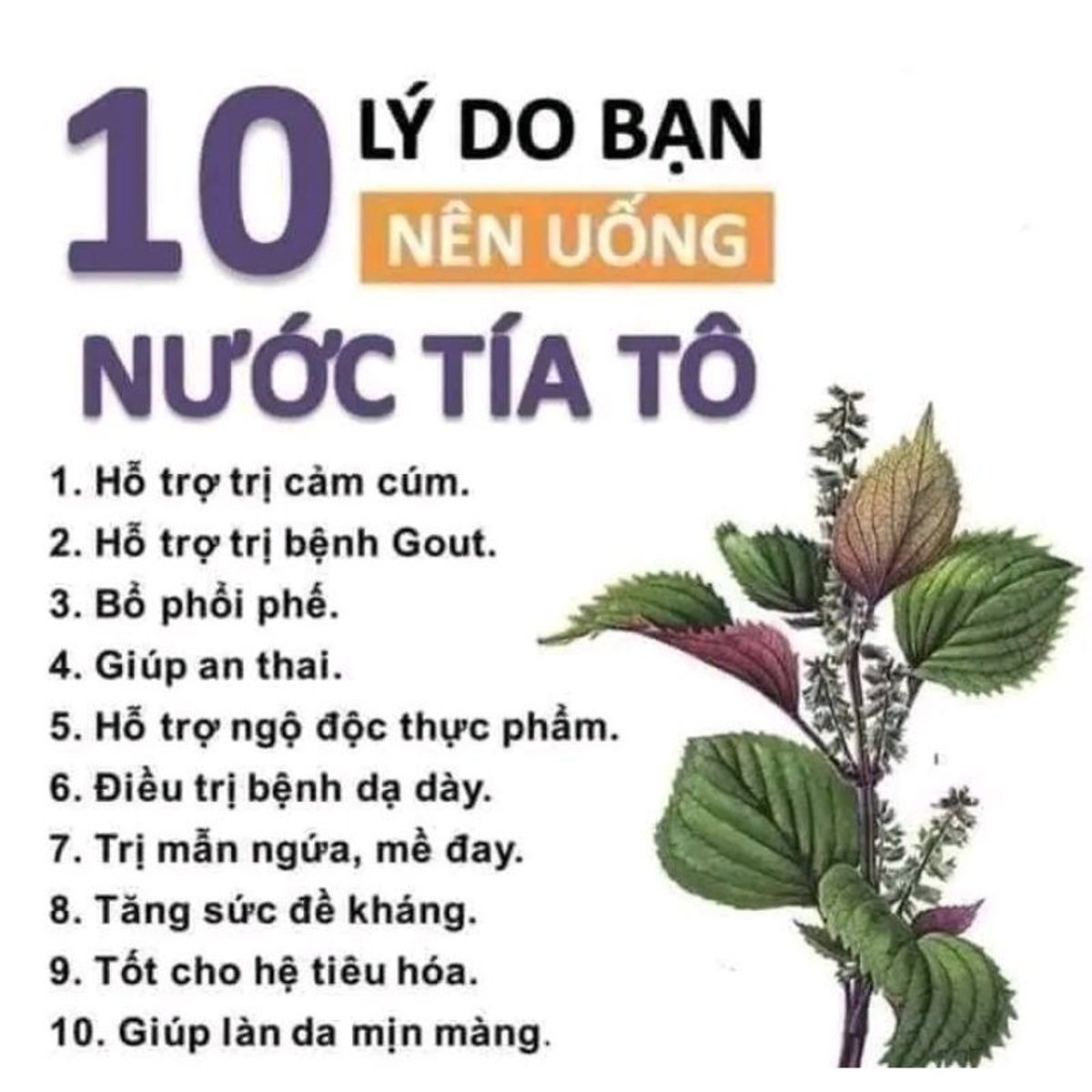 Bột tía tô sấy lạnh nguyên chất 100%, bột lá tía tô nguyên chất, thơm ngon, xịn mịn hủ 500g - CTB747 Bột tía tô sấy lạnh nguyên chất 100%, bột lá tía tô nguyên chất, thơm ngon, xịn mịn hủ 500g - CTB747