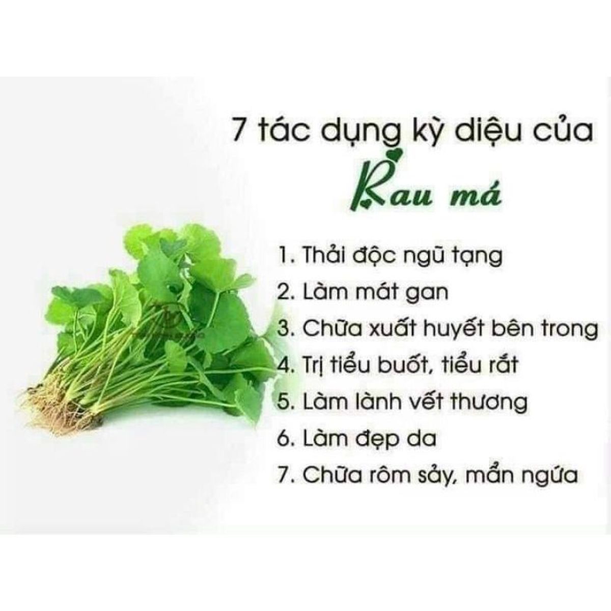 Bột rau má sấy lạnh nguyên nhất (500g), thanh nhiệt, giải độc cơ thể, giảm mụn nhọt, thâm nám, táo bón - CTB745 Bột rau má sấy lạnh nguyên nhất (500g), thanh nhiệt, giải độc cơ thể, giảm mụn nhọt, thâm nám, táo bón - CTB745