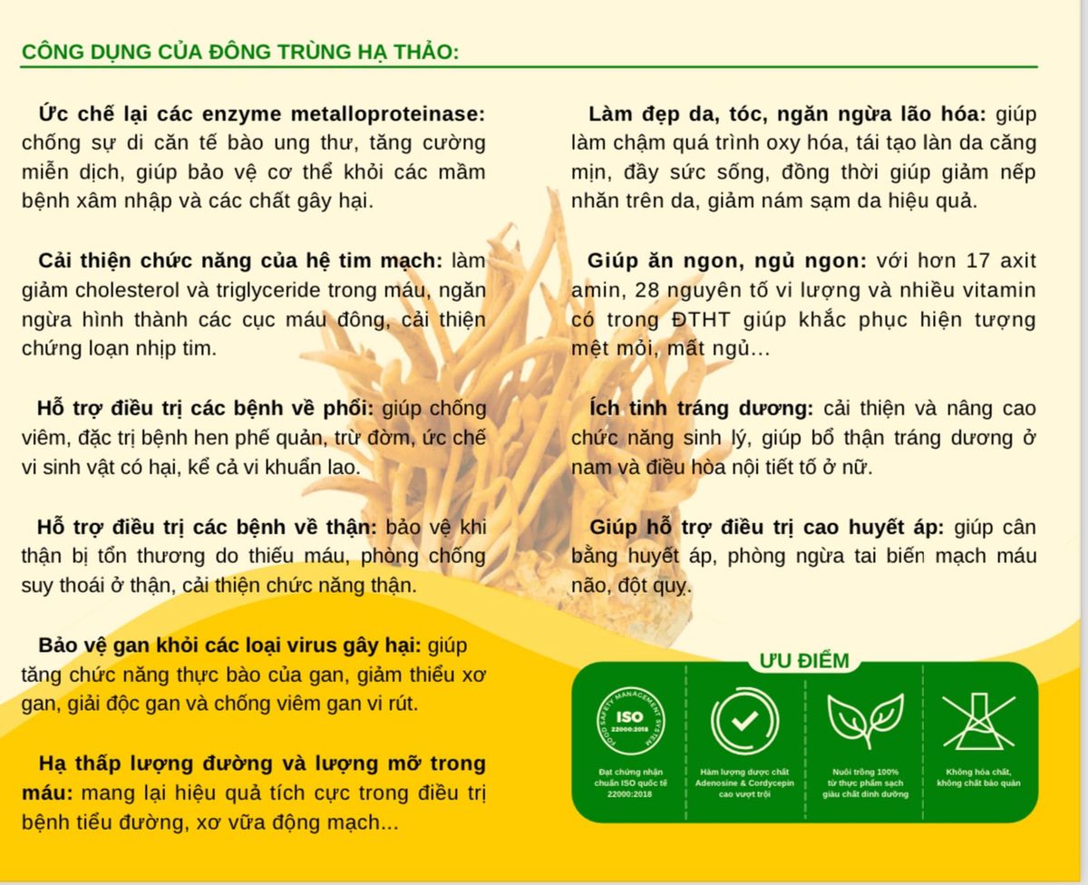 Đông Trùng Hạ Thảo Sấy Thăng Hoa Hỗ Trợ Trị Huyết Áp, Tim Mạch, Tiểu Đường Đông Trùng Hạ Thảo Sấy Thăng Hoa Hỗ Trợ Trị Huyết Áp, Tim Mạch, Tiểu Đường