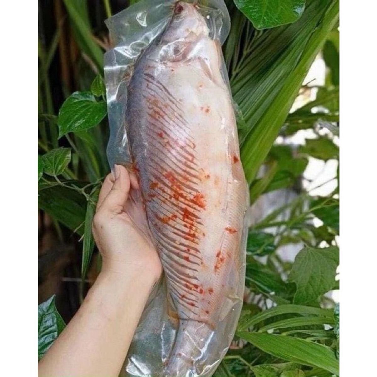 1kg Cá thác lác rút xương tẩm vị 3-4 con (giao hỏa tốc TPHCM) 1kg Cá thác lác rút xương tẩm vị 3-4 con (giao hỏa tốc TPHCM)