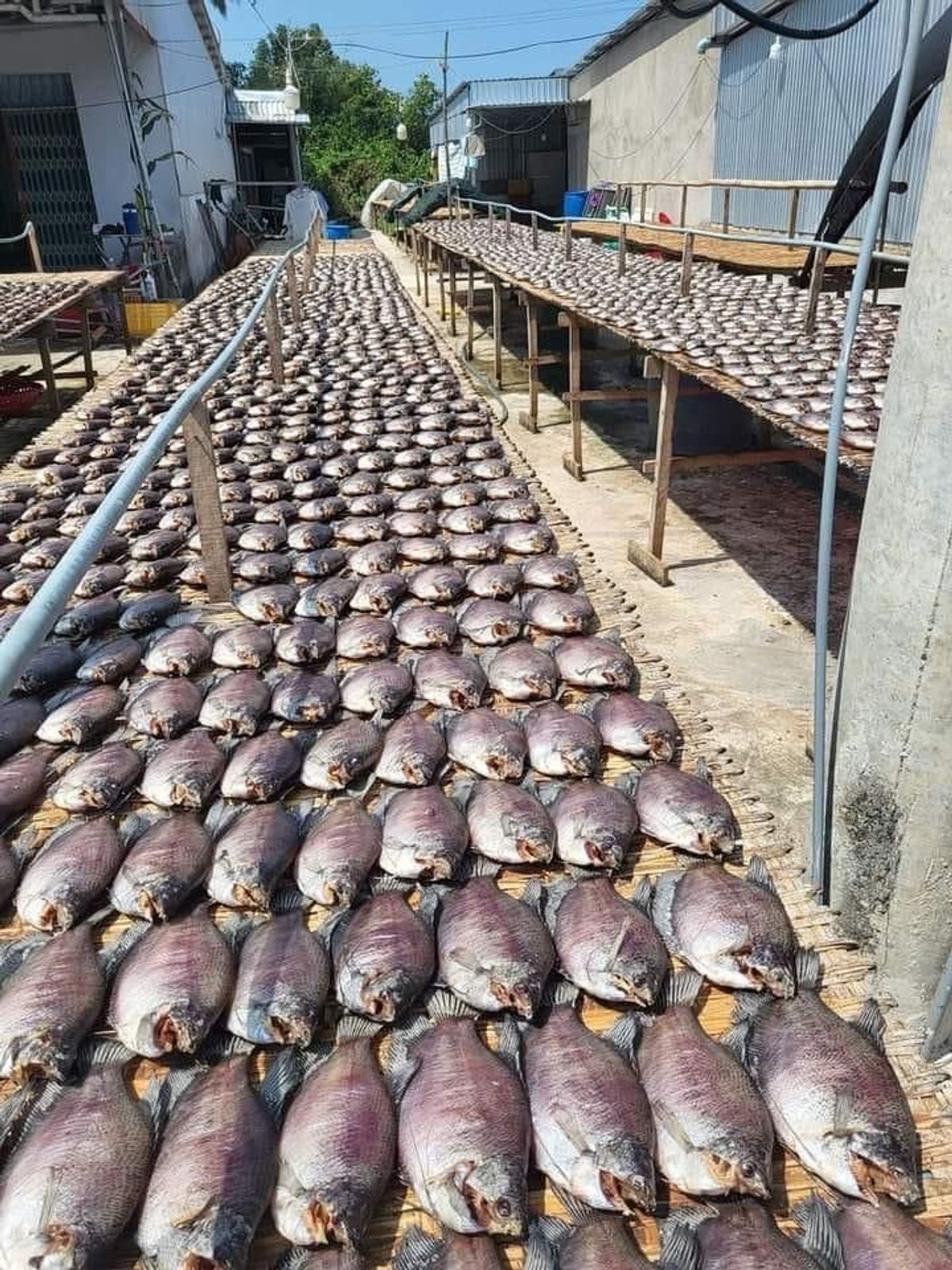 KHÔ CÁ SẶC TO ƯỚP MẶN 500G - VỰA KHÔ BẾN TRE KHÔ CÁ SẶC TO ƯỚP MẶN 500G - VỰA KHÔ BẾN TRE