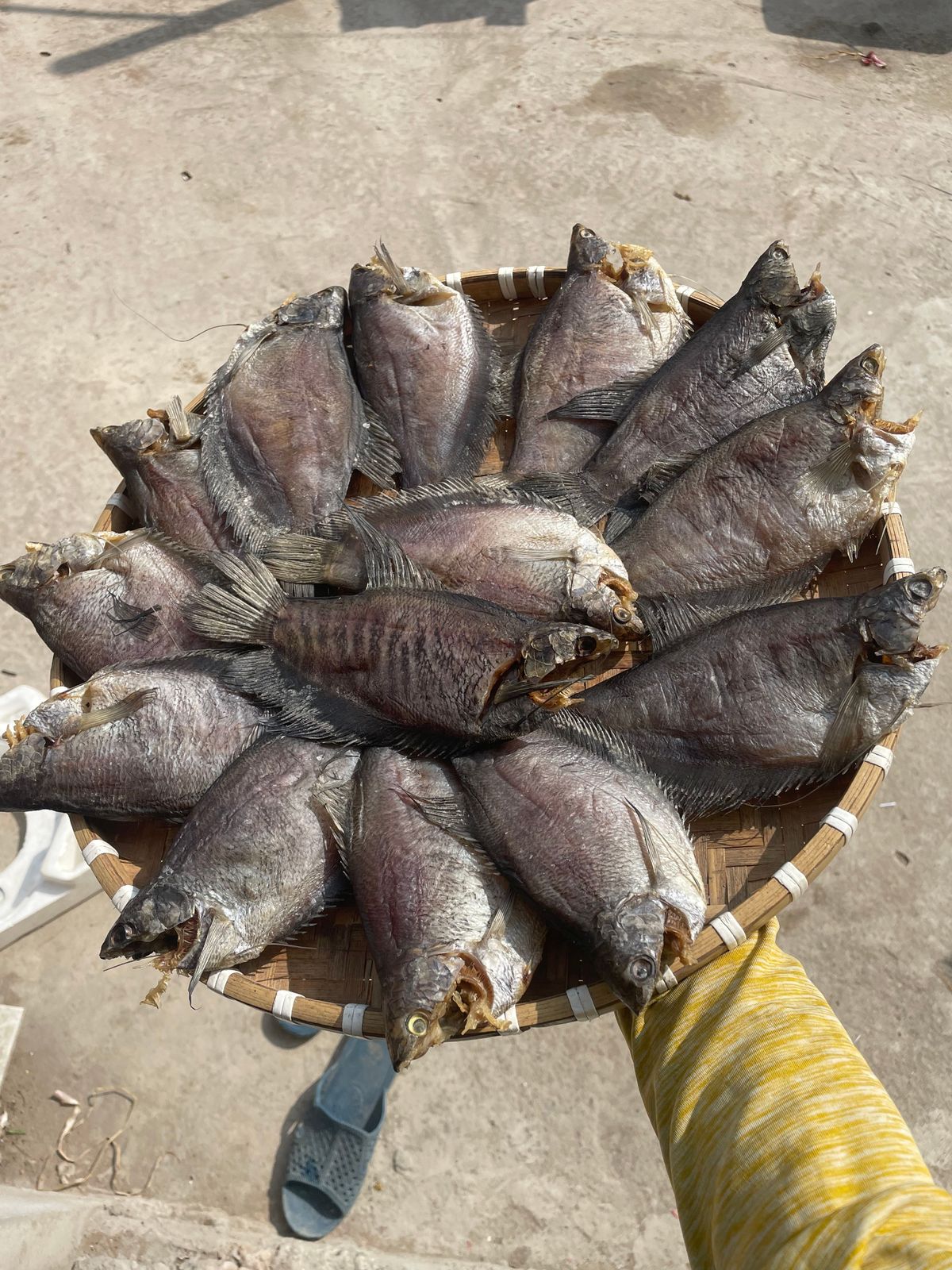 KHÔ CÁ SẶC TO ƯỚP MẶN 500G - VỰA KHÔ BẾN TRE KHÔ CÁ SẶC TO ƯỚP MẶN 500G - VỰA KHÔ BẾN TRE