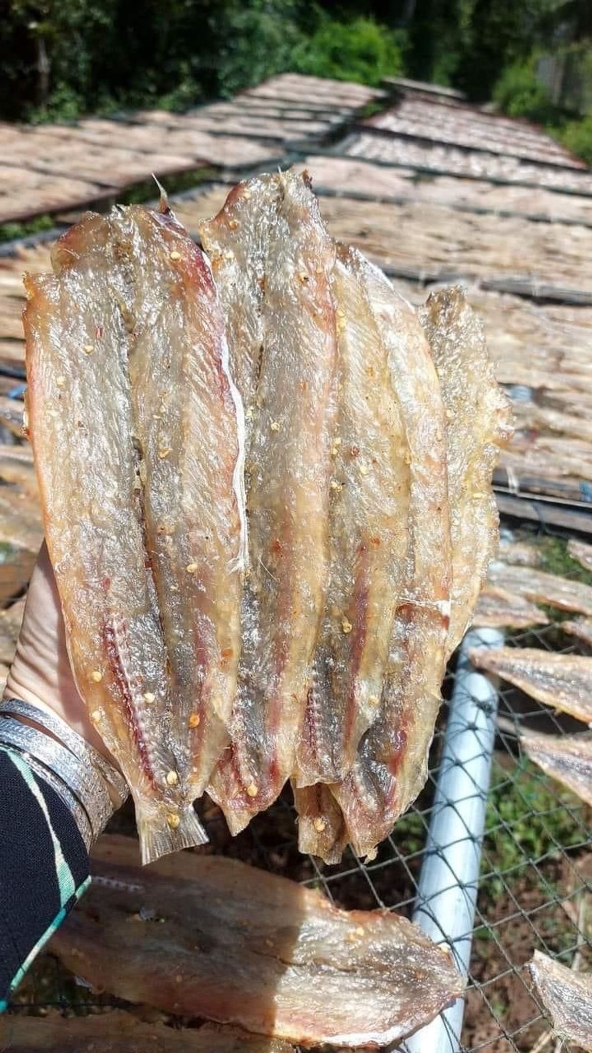 KHÔ CÁ MỐI XẺ ƯỚP VỊ VỪA ĂN 1KG - VỰA KHÔ BẾN TRE KHÔ CÁ MỐI XẺ ƯỚP VỊ VỪA ĂN 1KG - VỰA KHÔ BẾN TRE