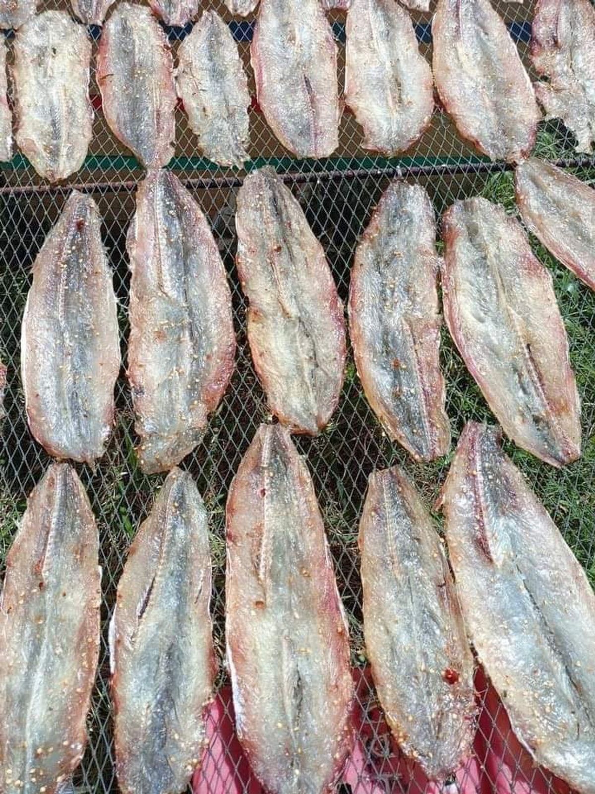 KHÔ CÁ MỐI XẺ ƯỚP VỊ VỪA ĂN 1KG - VỰA KHÔ BẾN TRE KHÔ CÁ MỐI XẺ ƯỚP VỊ VỪA ĂN 1KG - VỰA KHÔ BẾN TRE