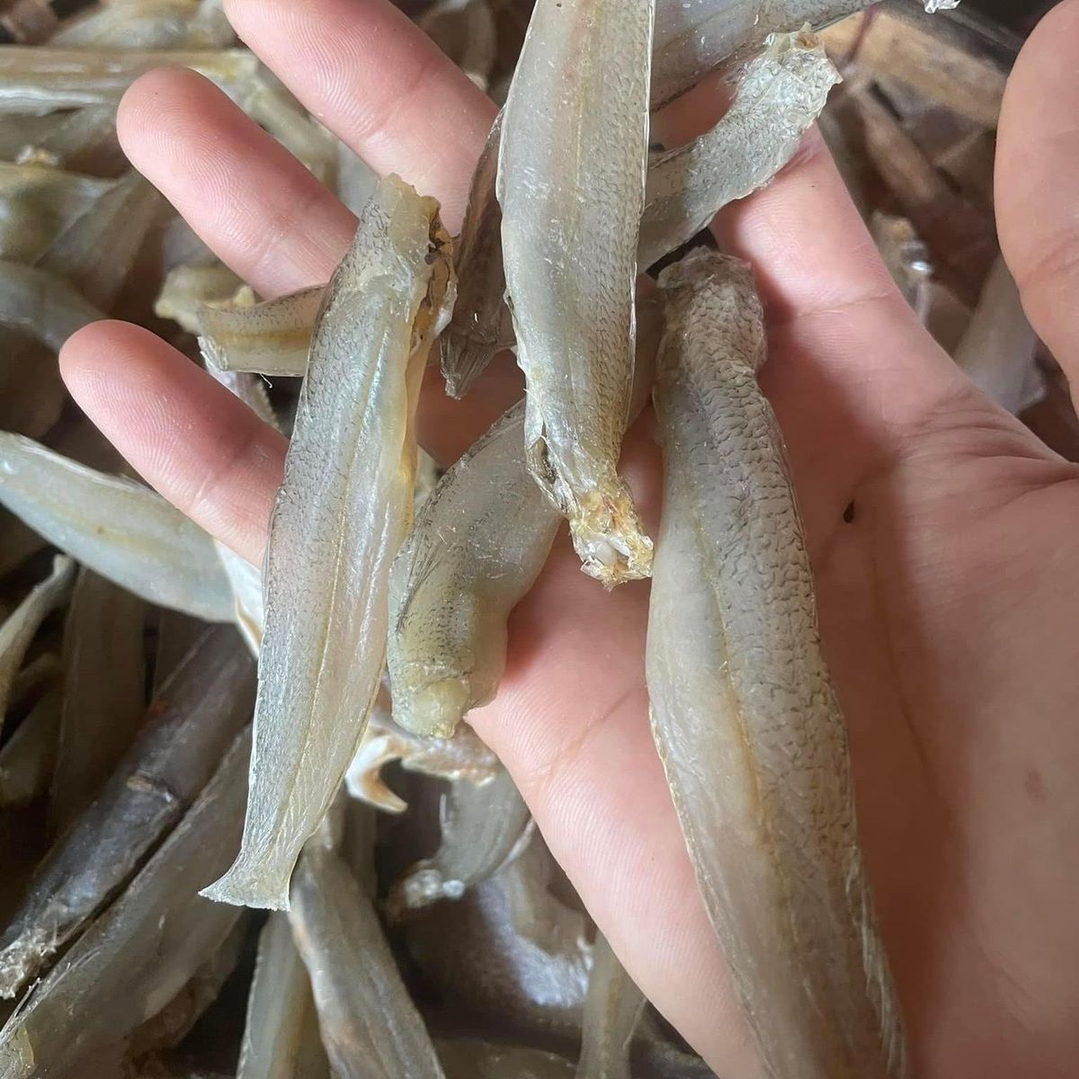 KHÔ CÁ ĐỤC ƯỚP MẶN VỪA ĂN 500G - VỰA KHÔ BẾN TRE KHÔ CÁ ĐỤC ƯỚP MẶN VỪA ĂN 500G - VỰA KHÔ BẾN TRE