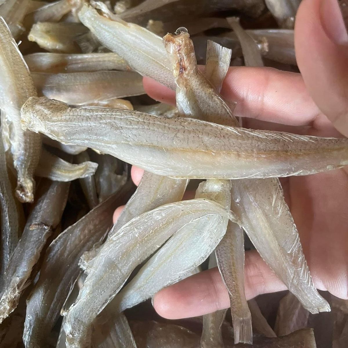 KHÔ CÁ ĐỤC ƯỚP MẶN VỪA ĂN 500G - VỰA KHÔ BẾN TRE KHÔ CÁ ĐỤC ƯỚP MẶN VỪA ĂN 500G - VỰA KHÔ BẾN TRE