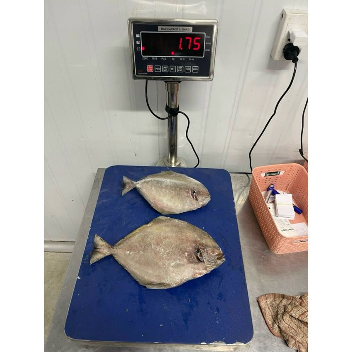 Cá Chim tươi cấp đông 1kg hút chân không (giao tphcm) Cá Chim tươi cấp đông 1kg hút chân không (giao tphcm)