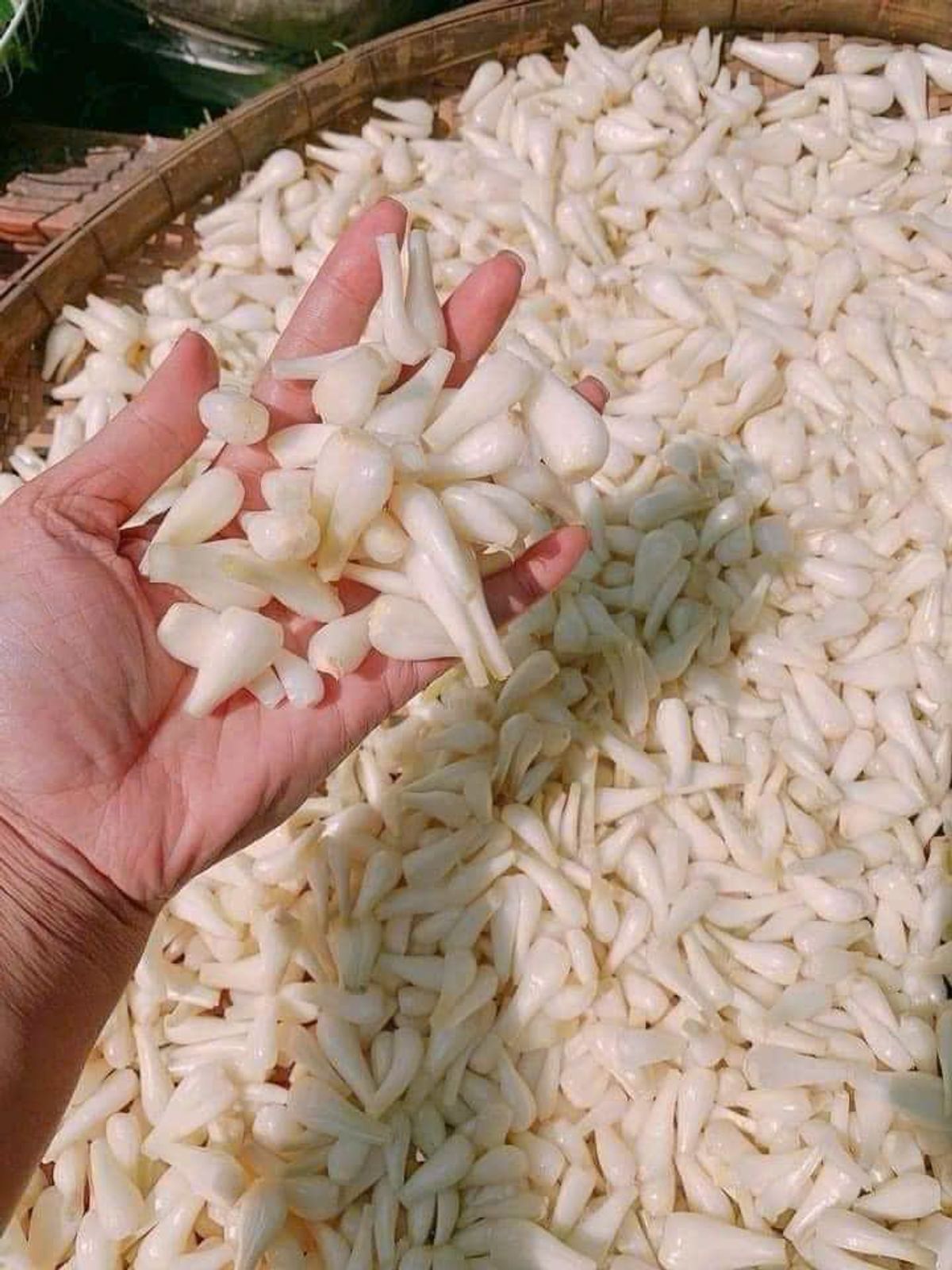 CỦ KIỆU NGÂM ĐƯỜNG CHUA NGỌT CỰC BẮT 800G - WINNIE HOUSE CỦ KIỆU NGÂM ĐƯỜNG CHUA NGỌT CỰC BẮT 800G - WINNIE HOUSE
