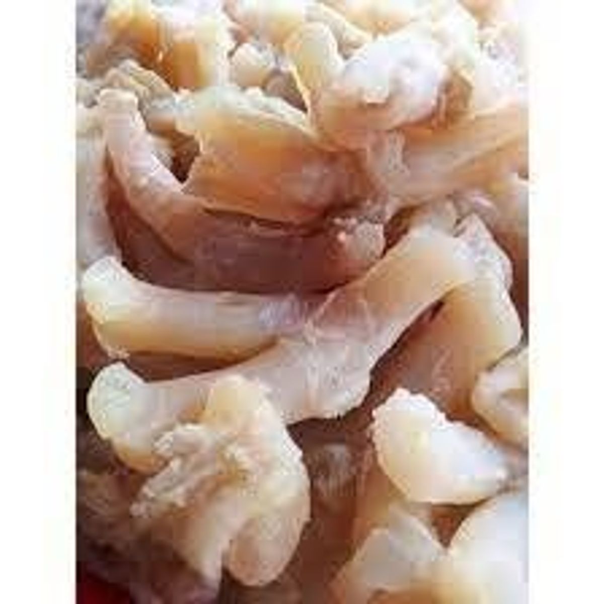 Gân y bò sống Túi 1kg (GIAO HOA TOC HCM) Gân y bò sống Túi 1kg (GIAO HOA TOC HCM)