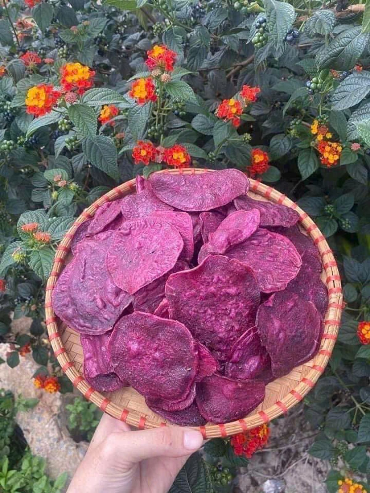KHOAI LANG SẤY MẬT ONG GIÒN TAN HẤP DẪN 500G - WINNIE HOUSE KHOAI LANG SẤY MẬT ONG GIÒN TAN HẤP DẪN 500G - WINNIE HOUSE