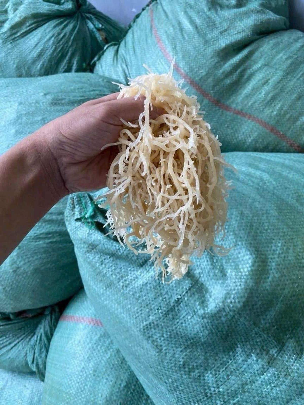 RONG SỤN BIỂN KHÔ – GIÒN RỤP, THANH MÁT, SIÊU BỔ DƯỠNG 500G - WINNIE HOUSE RONG SỤN BIỂN KHÔ – GIÒN RỤP, THANH MÁT, SIÊU BỔ DƯỠNG 500G - WINNIE HOUSE