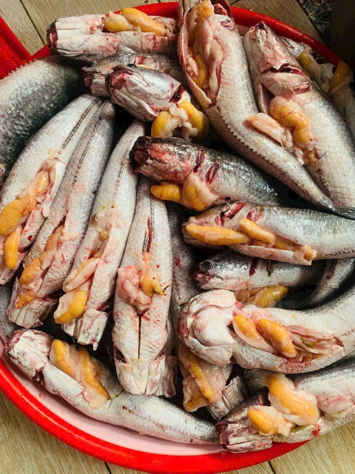 Cá lóc đồng ôm trứng 1kg Cá lóc đồng ôm trứng 1kg