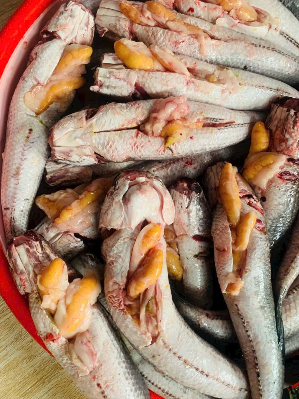 Cá lóc đồng ôm trứng 1kg Cá lóc đồng ôm trứng 1kg