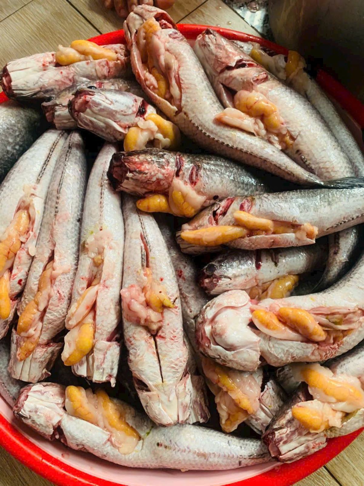 Cá lóc đồng ôm trứng 1kg Cá lóc đồng ôm trứng 1kg