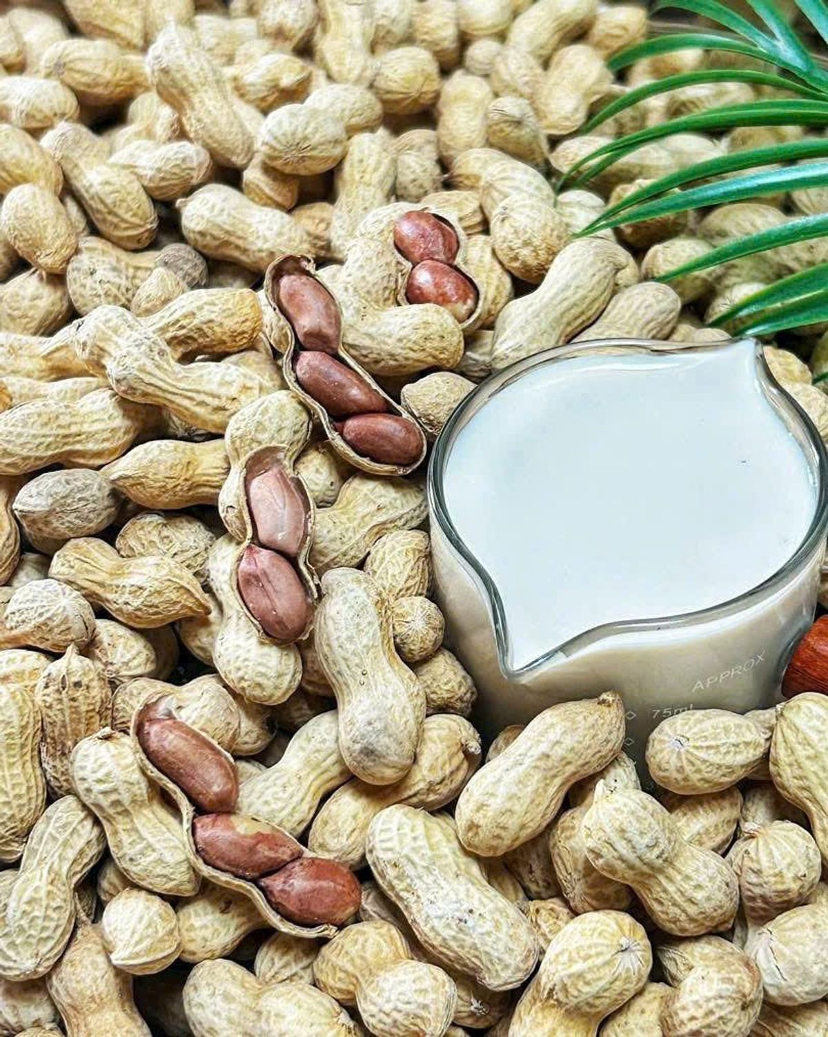 ĐẬU PHỘNG NGUYÊN VỎ RANG SỮA THƠM NGON 500G - WINNIE HOUSE ĐẬU PHỘNG NGUYÊN VỎ RANG SỮA THƠM NGON 500G - WINNIE HOUSE