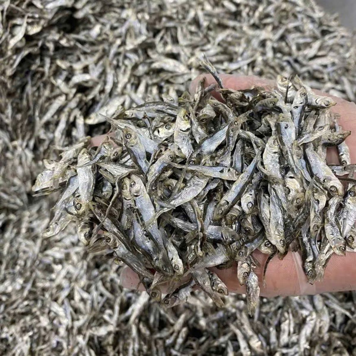 Khô Cá Trích (Cá ve) vị nhạt - 1KG - giòn, thơm, Chất Lượng Cao Cấp Xuất Khẩu, Dễ Chế Biến Thành Nhiều Món Ăn Ngon Khô Cá Trích (Cá ve) vị nhạt - 1KG - giòn, thơm, Chất Lượng Cao Cấp Xuất Khẩu, Dễ Chế Biến Thành Nhiều Món Ăn Ngon