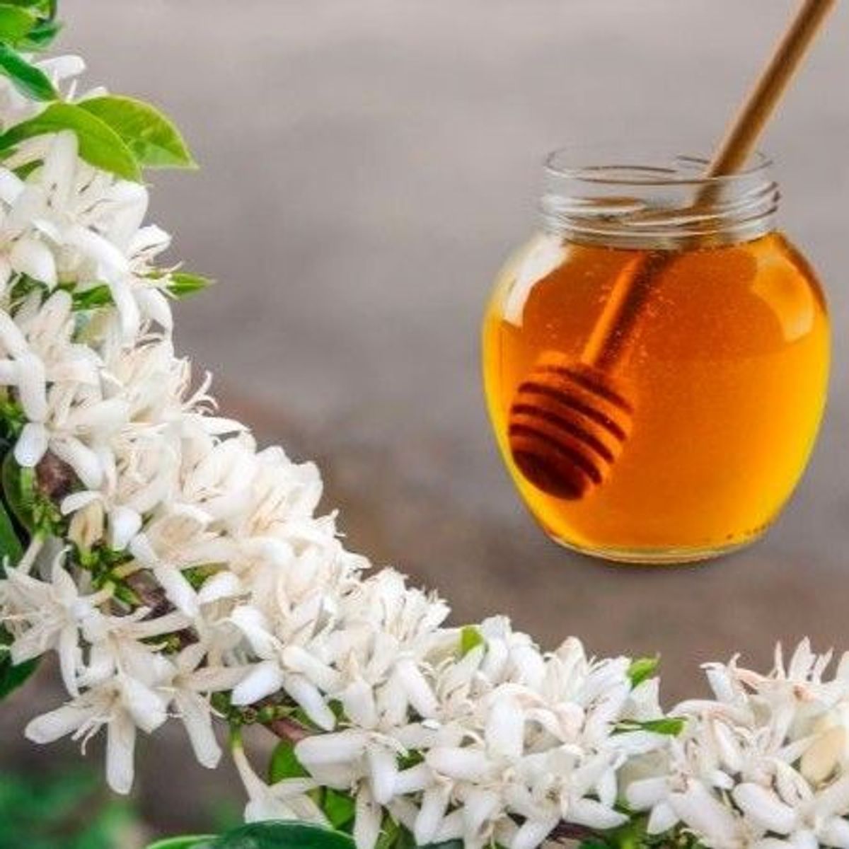MẬT ONG HOA CÀ PHÊ – NGỌT THANH TỪ MÙA HOA TÂY NGUYÊN - Chai 1000 ml MẬT ONG HOA CÀ PHÊ – NGỌT THANH TỪ MÙA HOA TÂY NGUYÊN - Chai 1000 ml
