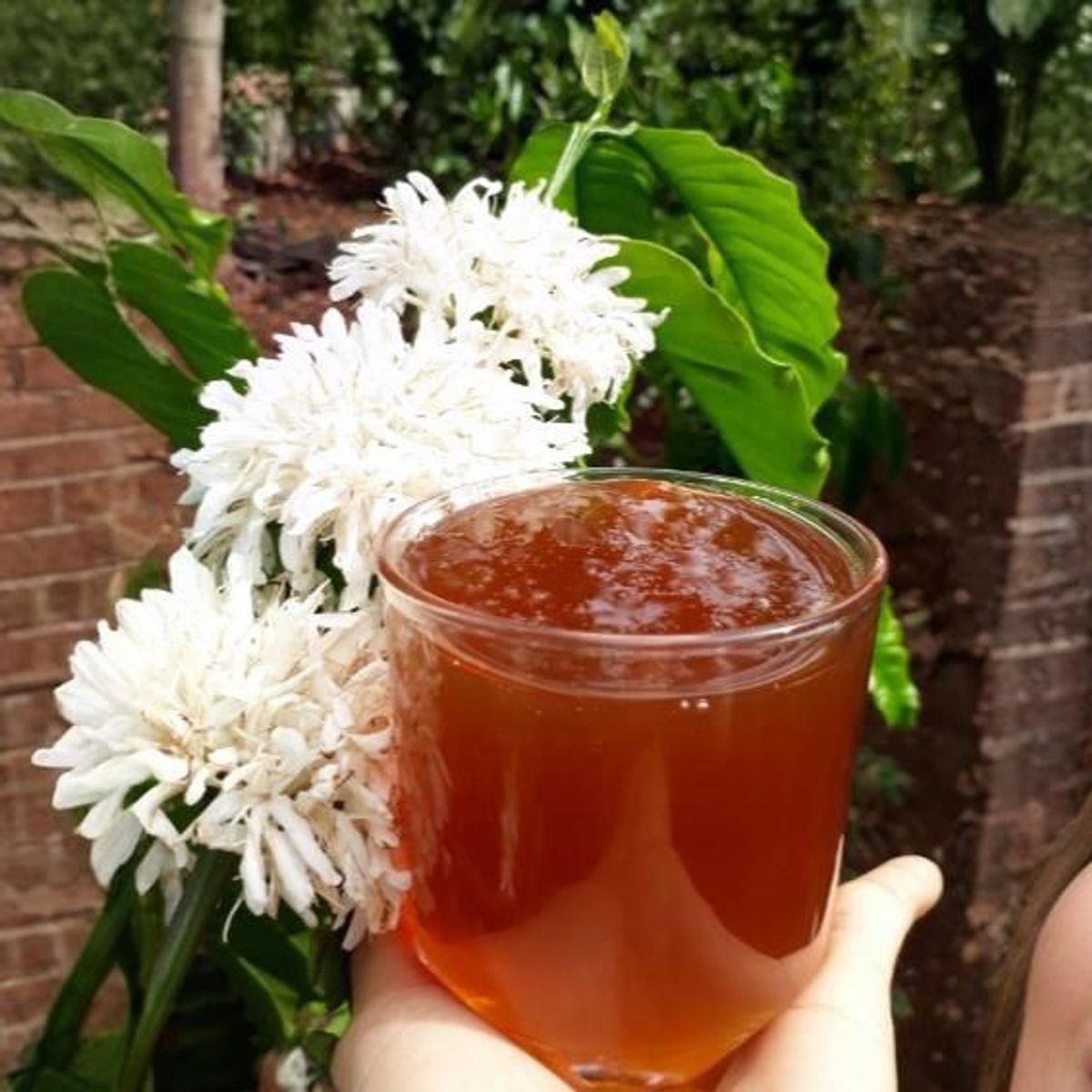 MẬT ONG HOA CÀ PHÊ – NGỌT THANH TỪ MÙA HOA TÂY NGUYÊN - Chai 1000 ml MẬT ONG HOA CÀ PHÊ – NGỌT THANH TỪ MÙA HOA TÂY NGUYÊN - Chai 1000 ml