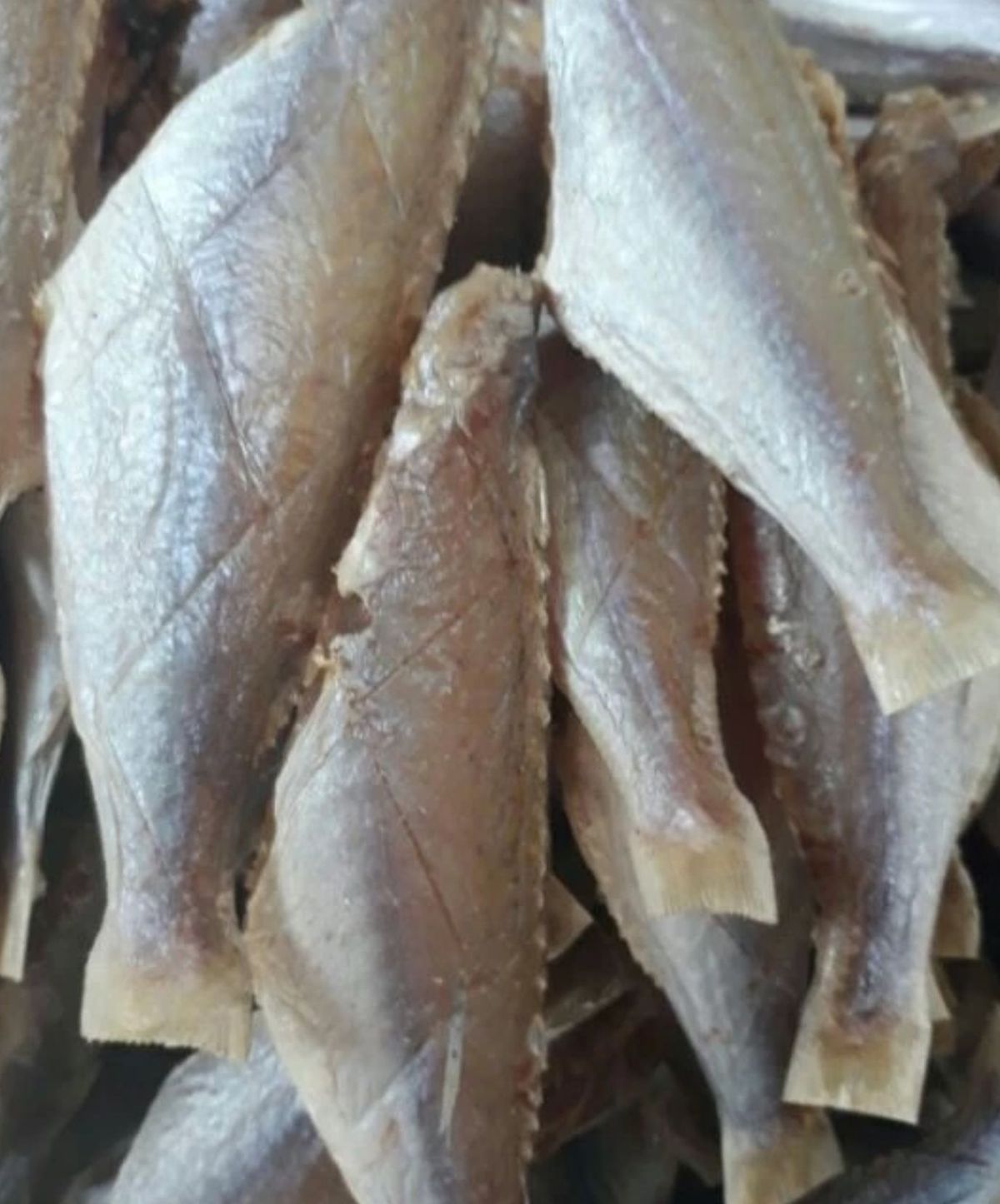 Khô cá đổng ít xương, dày thịt, thơm ngon, bỗ dưỡng cho mỗi bữa cơm, đảm bảo an toàn thực phẩm 1KG Khô cá đổng ít xương, dày thịt, thơm ngon, bỗ dưỡng cho mỗi bữa cơm, đảm bảo an toàn thực phẩm 1KG