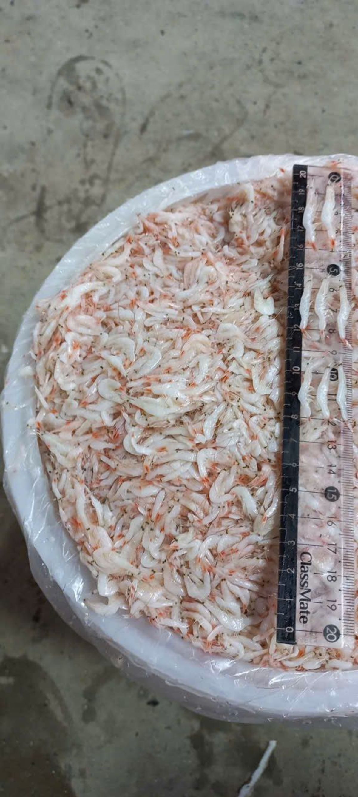 Ruốc muối - Mắm tép Hàn dùng làm kim chi, nước sốt, mắm tôm hoặc ăn sống - THÙNG 20KG Ruốc muối - Mắm tép Hàn dùng làm kim chi, nước sốt, mắm tôm hoặc ăn sống - THÙNG 20KG