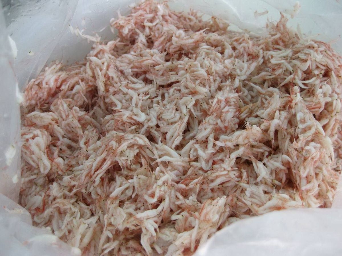 Ruốc muối - Mắm tép Hàn dùng làm kim chi, nước sốt, mắm tôm hoặc ăn sống - THÙNG 20KG Ruốc muối - Mắm tép Hàn dùng làm kim chi, nước sốt, mắm tôm hoặc ăn sống - THÙNG 20KG