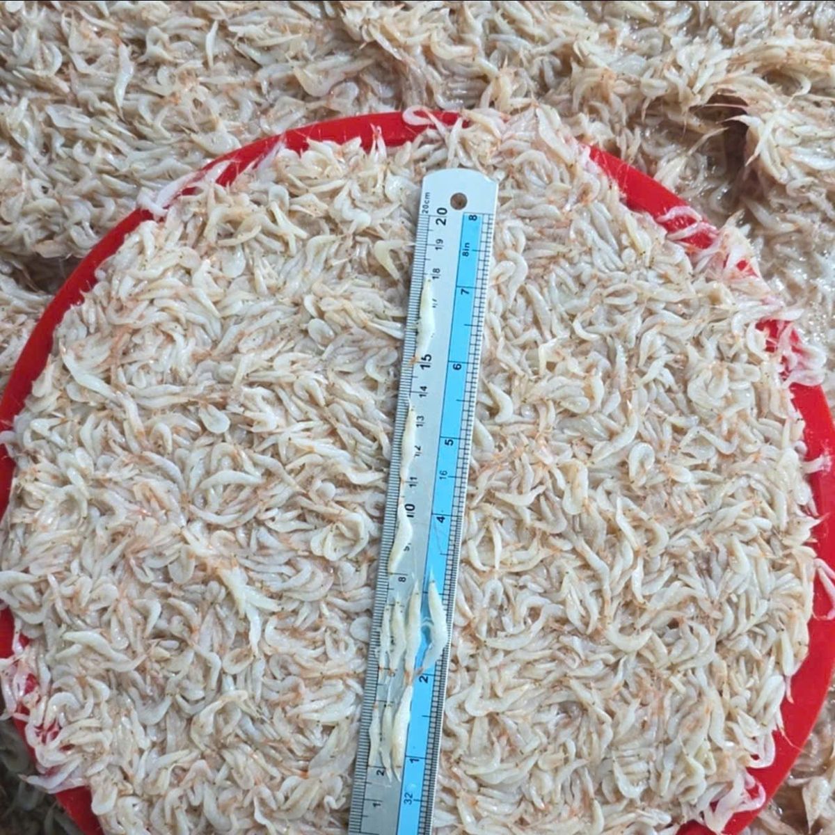 Ruốc muối - Mắm tép Hàn dùng làm kim chi, nước sốt, mắm tôm hoặc ăn sống - THÙNG 20KG Ruốc muối - Mắm tép Hàn dùng làm kim chi, nước sốt, mắm tôm hoặc ăn sống - THÙNG 20KG
