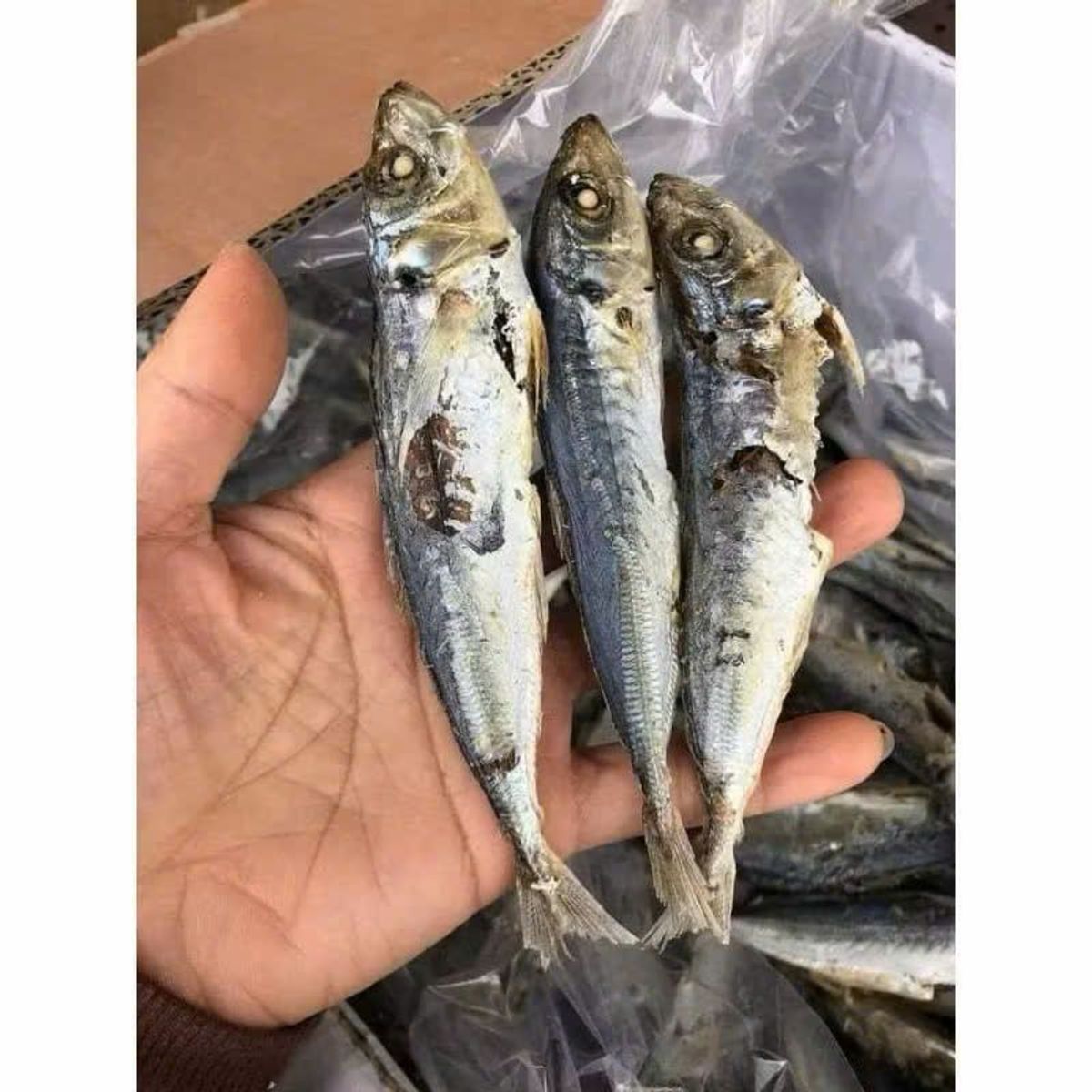 Khô cá nục hấp 1KG giàu dinh dưỡng , chất lượng hảo hạng , được chế biến từ hải sản tươi ngon vùng biển Cà Mau Khô cá nục hấp 1KG giàu dinh dưỡng , chất lượng hảo hạng , được chế biến từ hải sản tươi ngon vùng biển Cà Mau