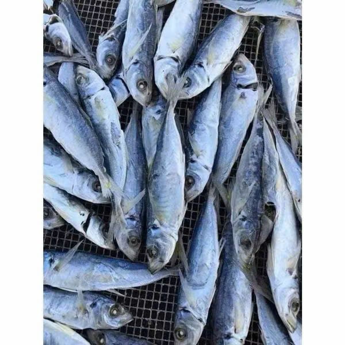 Khô cá nục hấp 1KG giàu dinh dưỡng , chất lượng hảo hạng , được chế biến từ hải sản tươi ngon vùng biển Cà Mau Khô cá nục hấp 1KG giàu dinh dưỡng , chất lượng hảo hạng , được chế biến từ hải sản tươi ngon vùng biển Cà Mau
