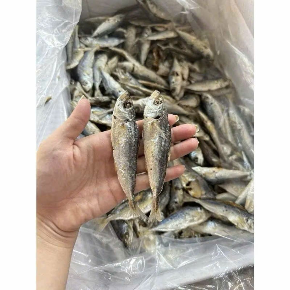 Khô cá nục hấp 1KG giàu dinh dưỡng , chất lượng hảo hạng , được chế biến từ hải sản tươi ngon vùng biển Cà Mau Khô cá nục hấp 1KG giàu dinh dưỡng , chất lượng hảo hạng , được chế biến từ hải sản tươi ngon vùng biển Cà Mau