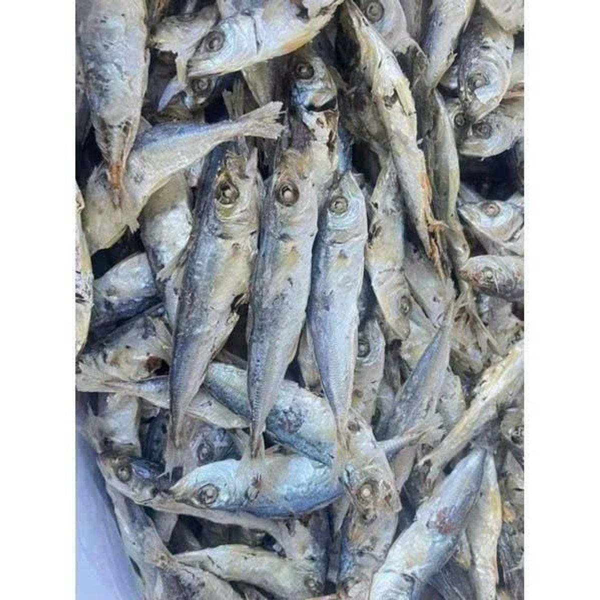 Khô cá nục hấp 1KG giàu dinh dưỡng , chất lượng hảo hạng , được chế biến từ hải sản tươi ngon vùng biển Cà Mau Khô cá nục hấp 1KG giàu dinh dưỡng , chất lượng hảo hạng , được chế biến từ hải sản tươi ngon vùng biển Cà Mau
