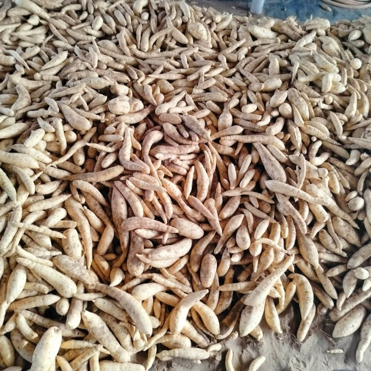 Set 3kg Khoai lang sữa thái ruột vàng dẻo ngọt Set 3kg Khoai lang sữa thái ruột vàng dẻo ngọt